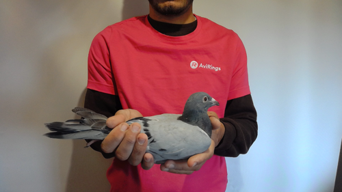 Pigeon image