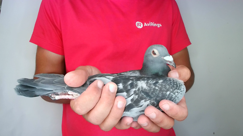 Pigeon image