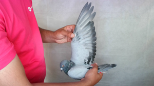 Pigeon image