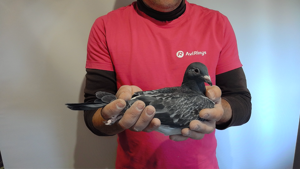 Pigeon image