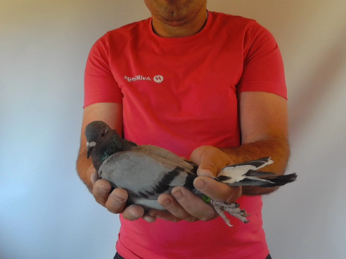 Pigeon image