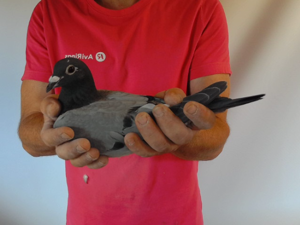 Pigeon image