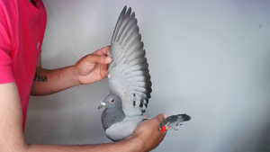 Pigeon image