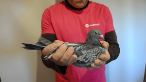 Pigeon image