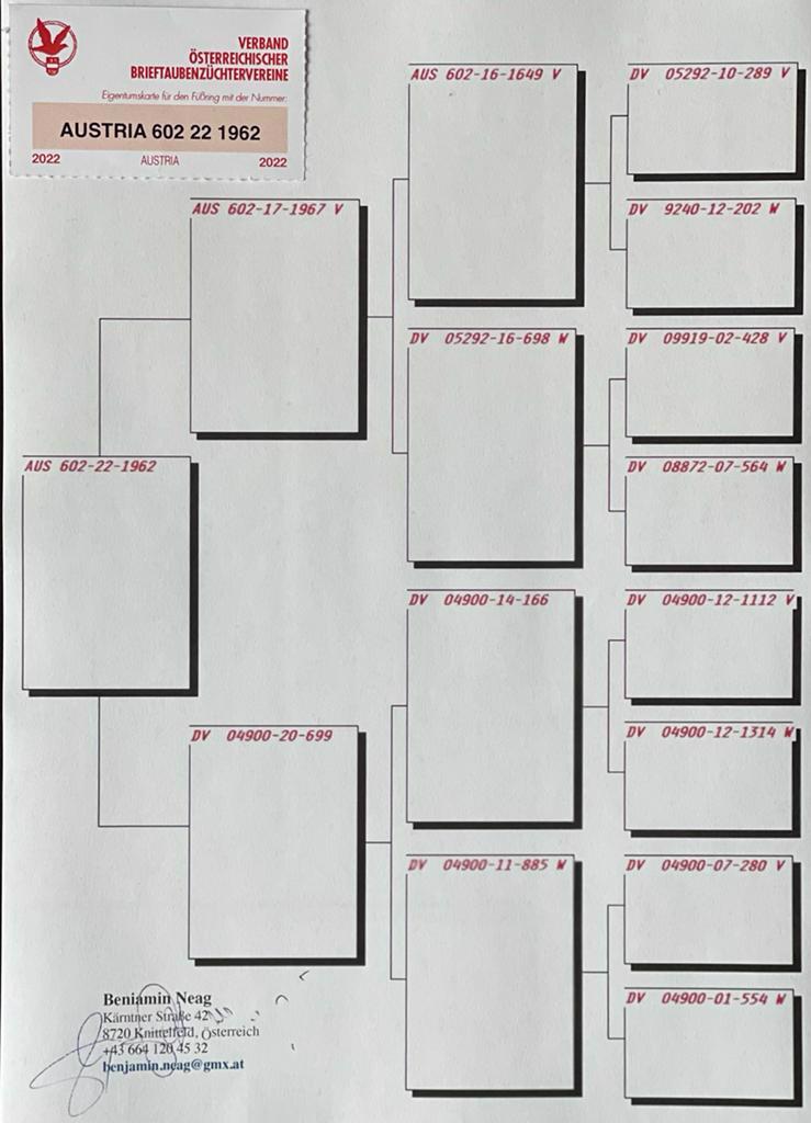 Pigeon pedigree image