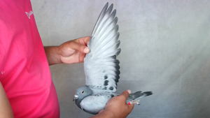 Pigeon image