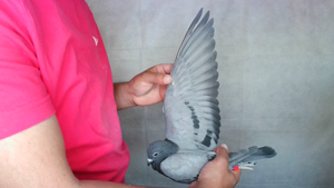 Pigeon image