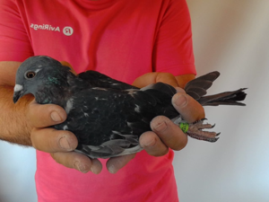Pigeon image