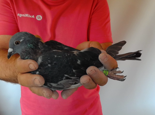 Pigeon image