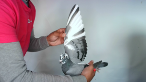 Pigeon image