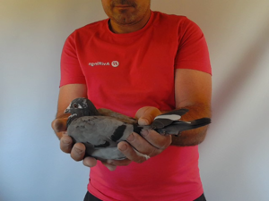 Pigeon image