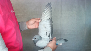 Pigeon image