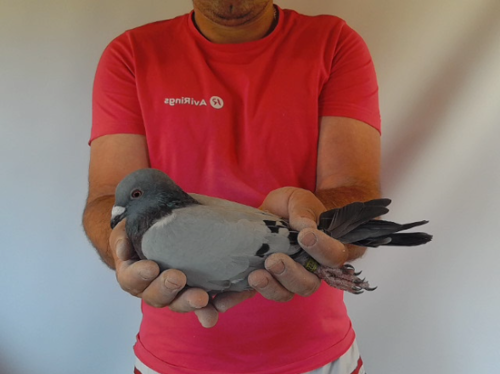 Pigeon image