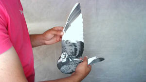 Pigeon image