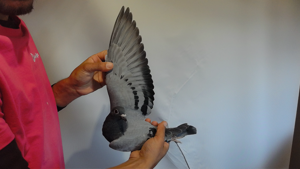 Pigeon image