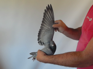 Pigeon image