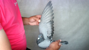 Pigeon image