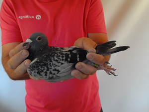 Pigeon image