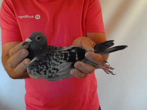 Pigeon image