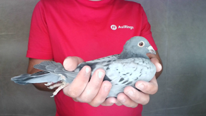 Pigeon image