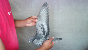 Pigeon image