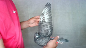 Pigeon image