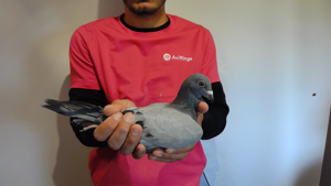 Pigeon image