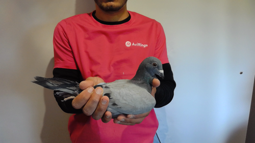 Pigeon image