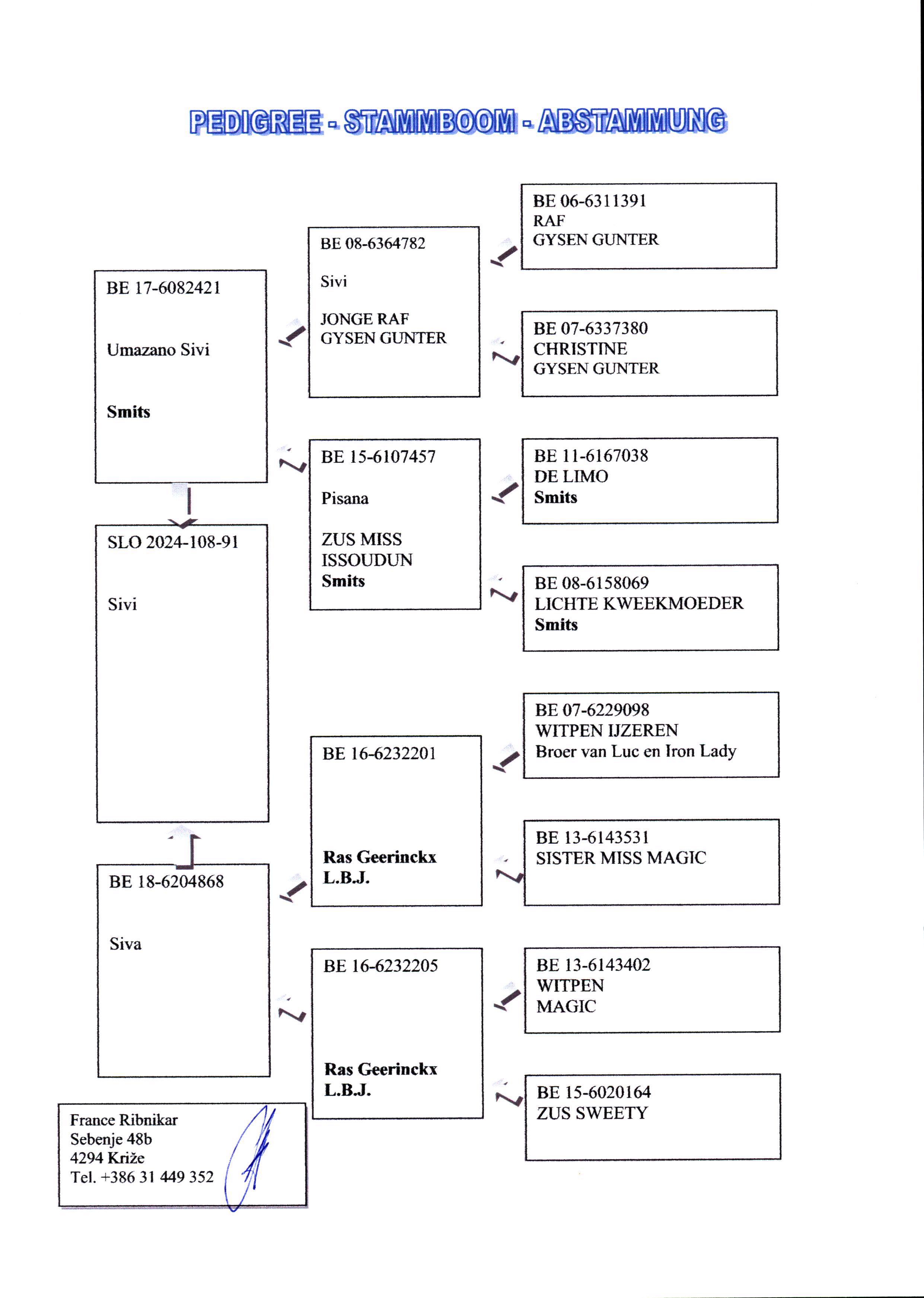 Pigeon pedigree image