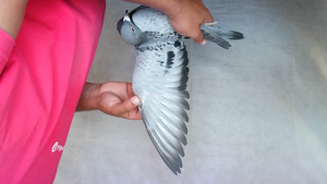 Pigeon image
