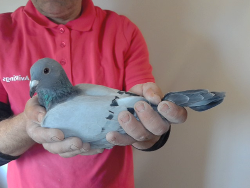 Pigeon image