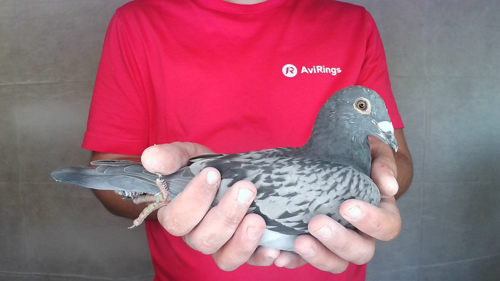 Pigeon image
