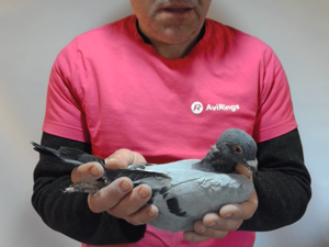 Pigeon image