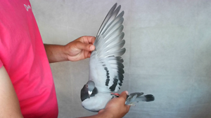 Pigeon image
