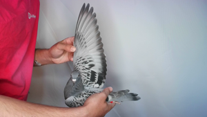 Pigeon image