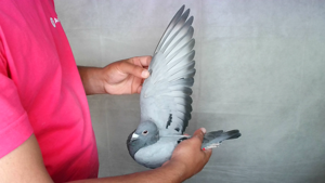 Pigeon image
