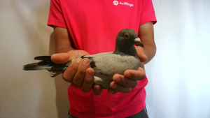 Pigeon image