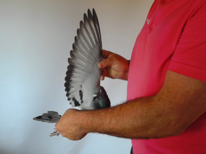 Pigeon image