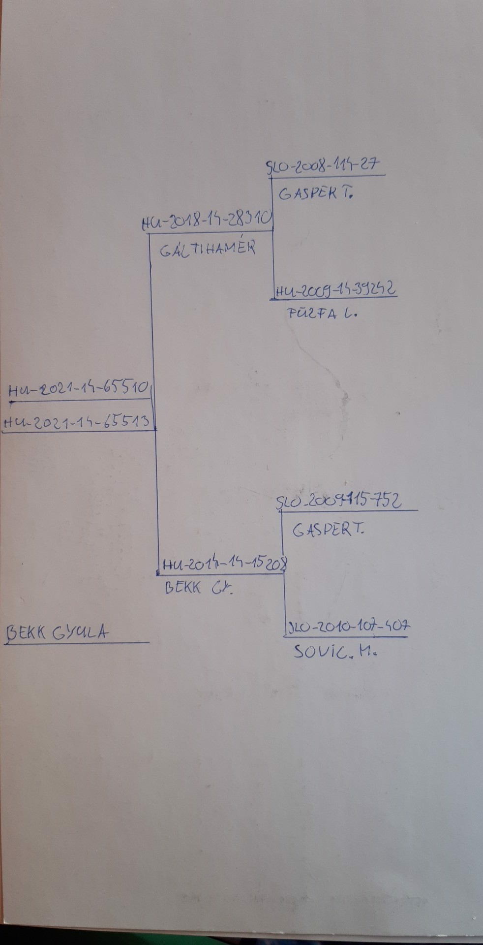 Pigeon pedigree image