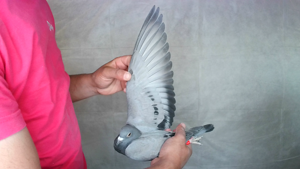Pigeon image