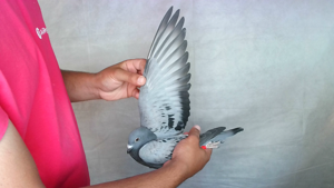 Pigeon image
