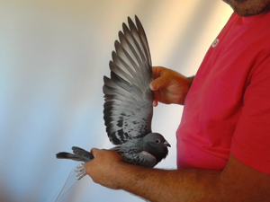 Pigeon image