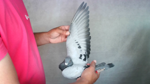 Pigeon image