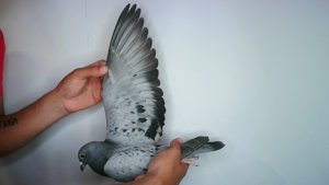 Pigeon image