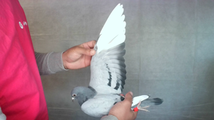Pigeon image
