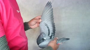 Pigeon image