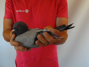 Pigeon image