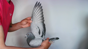 Pigeon image