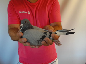 Pigeon image