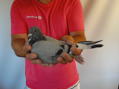 Pigeon image